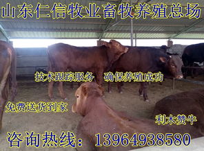 波爾山羊養殖效益與市場價格深度解析