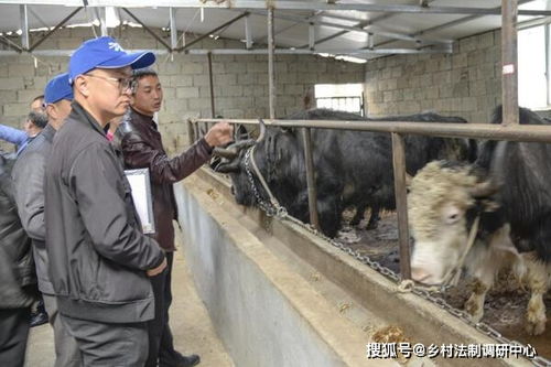 山東萊西市打造“三循環”模式助推畜牧業綠色發展